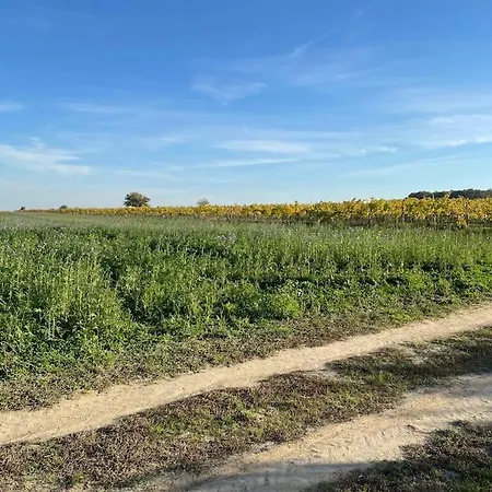 In Winery House In Senkvice Velke Canikovce