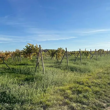 In Winery House In Senkvice Apartman