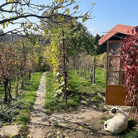 In Winery House In Senkvice 아파트 *