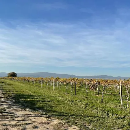 In Winery House In Senkvice Velke Canikovce