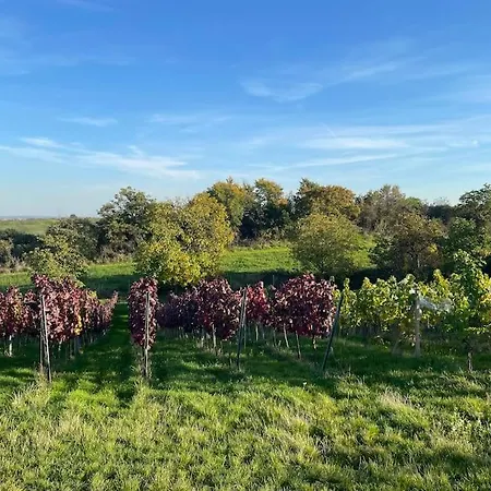 아파트 In Winery House In Senkvice