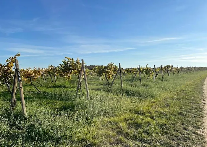 In Winery House In Senkvice Apartman