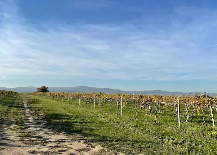 In Winery House In Senkvice Nagysenkőc