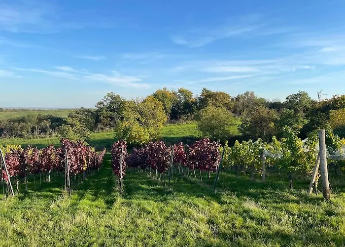 Apartman In Winery House In Senkvice